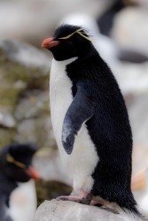 BS2A7689 rockhopper penguin  Eudyptes chrysocome  Falkland Island