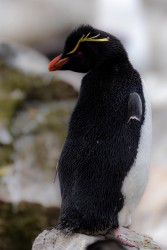 BS2A7721 rockhopper penguin  Eudyptes chrysocome  Falkland Island