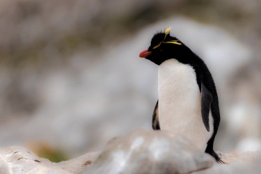 BS2A7836 rockhopper penguin  Eudyptes chrysocome  Falkland Island