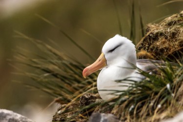 BS2A7860 black browed albatross  Thalassarche melanophris  Falkland Island