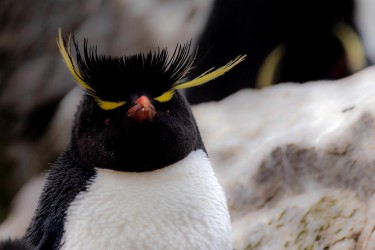 BS2A7898 rockhopper penguin  Eudyptes chrysocome  Falkland Island