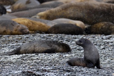 996A1990 Antarctic fur seal  Arctocephalus gazella  Jason Habour