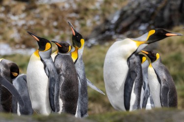 996A2022 king penguin  Aptenodytes patagonicus  Fortuna Bay