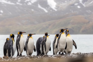 996A2030 king penguin  Aptenodytes patagonicus  Fortuna Bay