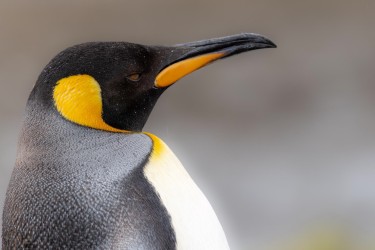 996A2222 king penguin  Aptenodytes patagonicus  Fortuna Bay