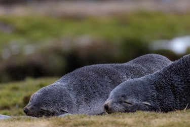 996A2587 Antarctic fur seal  Arctocephalus gazella  Fortuna Bay