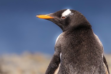 996A2824 gentoo penguin  Pygoscelis papua  Stromness