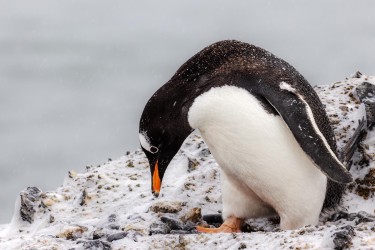 996A5199 gentoo penguin  Pygoscelis papua  Brown Bluff
