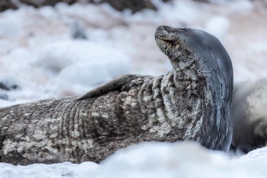 996A6308 Weddell seal  Leptonychotes weddellii  Paulet Island