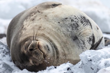 996A6318 Weddell seal  Leptonychotes weddellii  Paulet Island