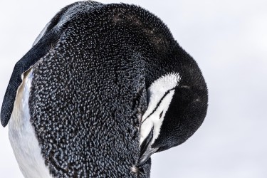 996A6513 chinstrap penguin  Pygoscelis antarcticus  Half Moon