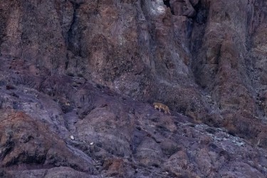 996A2925 Snow Leopard Sham Valley Ladakh India