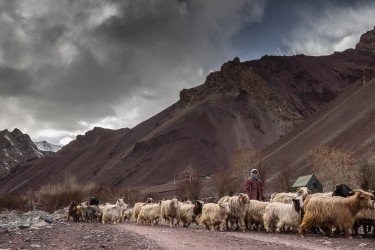 BS2A9662 Sham Valley Ladakh India