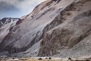 BS2A9759 Wild horses Uley Ladakh India