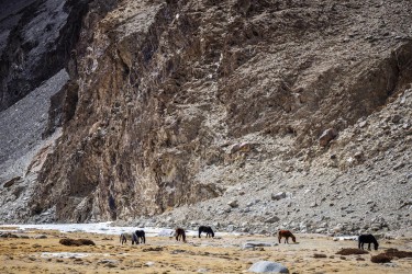BS2A9764 Wild horses Uley Ladakh India