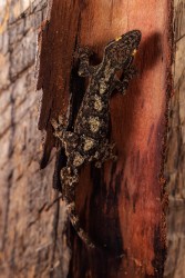 996A6802 Thecadactylus rapicauda Guyana