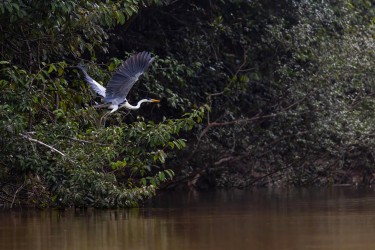 996A8722 Cocoi Heron Rupununi River Guyana