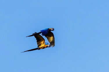 996A8936 Blue yellow Macaw Rupununi River Guyana