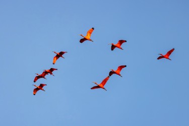996A9277 Scarlet Ibis Coastal strip Guyana
