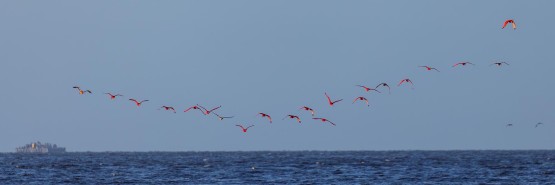 996A9304 Scarlet Ibis Coastal strip Guyana