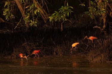 996A9427 Scarlet Ibis Coastal strip Guyana