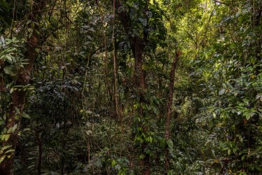996A5732 Rain forest  Suriname