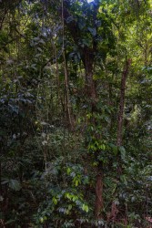 996A5736 Rain forest  Suriname