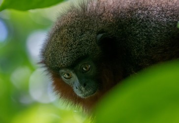 7P8A1419 Dusky titi Monkey Rio Amazon Peru