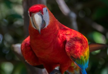 7P8A1472 Parrot Rio Amazon Peru