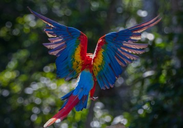 7P8A1506 Parrot Rio Amazon Peru