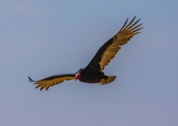 7P8A6752 Turkey Vulture Penisula Paracas Peru