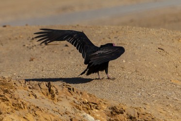 7P8A6790 Turkey Vulture Penisula Paracas Peru