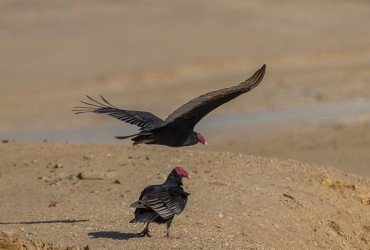 7P8A6825 Turkey Vulture Penisula Paracas Peru