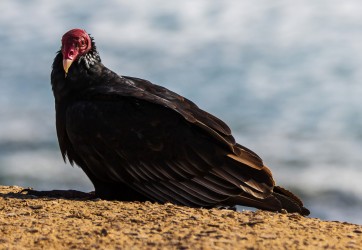 7P8A6949 Vulture Penisula Paracas Peru