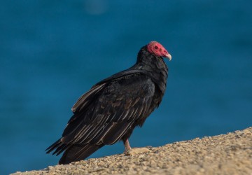 7P8A7008 Turkey Vulture Penisula Paracas Peru