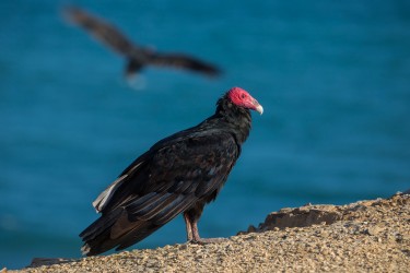 7P8A7030 Turkey Vulture Penisula Paracas Peru