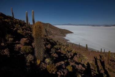 0S8A1868 Isla del Pescado Salar de Uyuni Bolivia