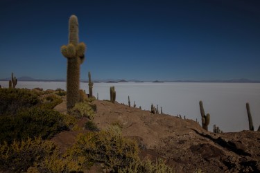 0S8A1878 Isla del Pescado Salar de Uyuni Bolivia