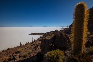 0S8A1897 Isla del Pescado Salar de Uyuni Bolivia