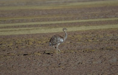 AI6I5590 Ostrich Salar de Uyuni Bolivia