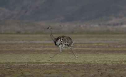 AI6I5608 Ostrich Salar de Uyuni Bolivia