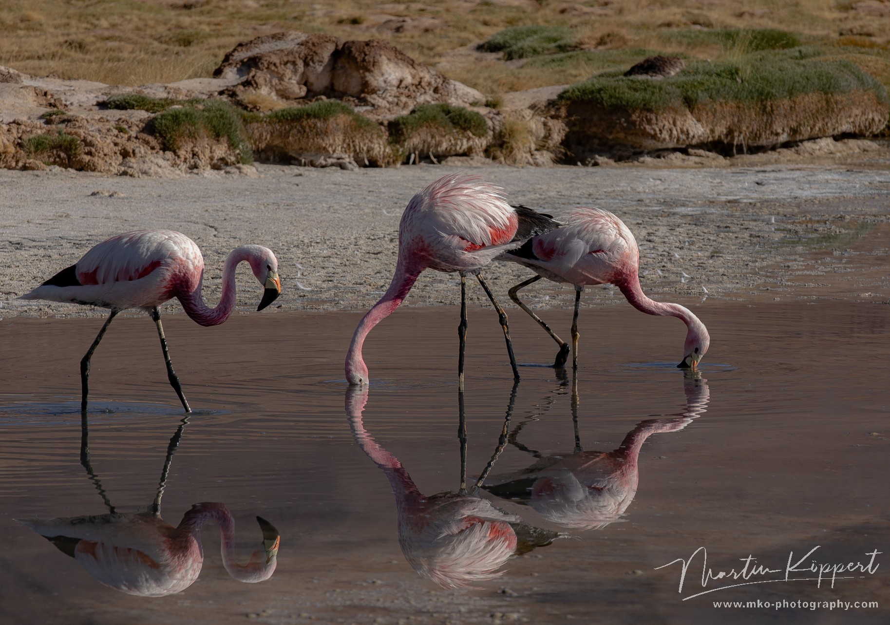 7P8A7706 Flamingo Laguna Santa Rosa Pn Tres Cruces Desierto de Atacama Chile
