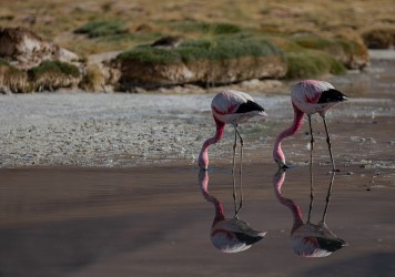 7P8A7721 Flamingo Laguna Santa Rosa Pn Tres Cruces Desierto de Atacama Chile
