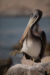 7P8A7828 Pelican Pan de Azucar Desierto de Atacama Chile
