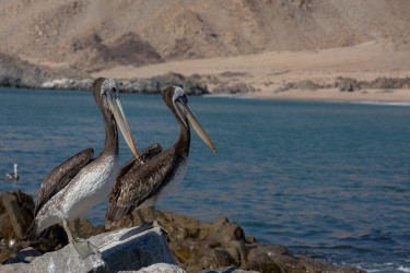 7P8A7846 Pelican Pan de Azucar Desierto de Atacama Chile