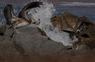 7P8A7853 Pelican Pan de Azucar Desierto de Atacama Chile