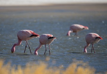 AI6I5759 Flamingo Laguna Canapa Altiplano Bolivia