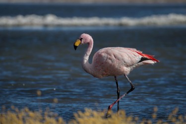 AI6I5780 Flamingo Laguna Canapa Altiplano Bolivia