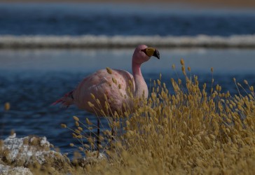 AI6I5791 Flamingo Laguna Canapa Altiplano Bolivia