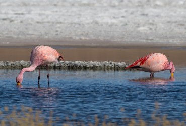 AI6I5794 Flamingo Laguna Canapa Altiplano Bolivia